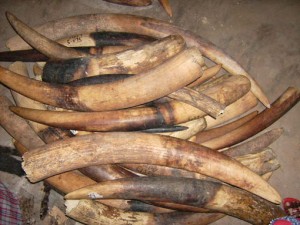 Les braconniers abattent les éléphants juste pour s'approprier des ces Ivoires. (Crédit photo: sauvegardedefaunesauvage.fr)