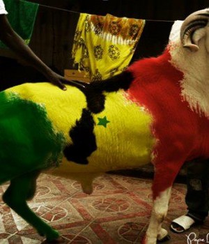 Article : Tabaski au Sénégal : un  mouton à tout prix