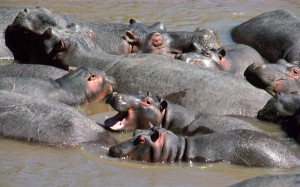 Crédit photo: photos-afrique.fr (Hippopotames)