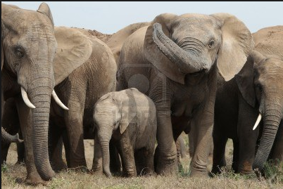 un petit groupe d'éléphants (Crédit photo: 123.rf.com)