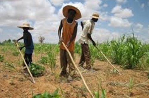 Article : Centrafrique : recommandations sur la grappe de croissance agricole