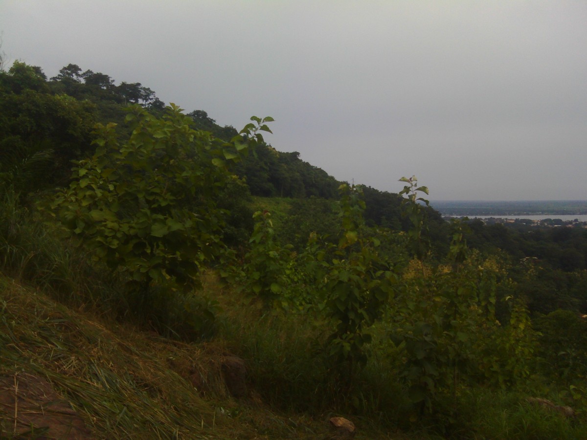 La verdure de Bangui en danger